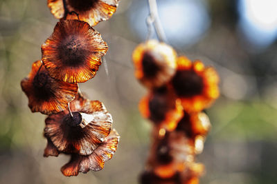  brown winged fruits of paliurus spina christi also called jerusalem thorn or garland thorn 