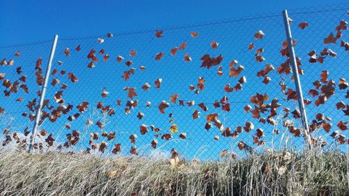 Low angle view of leaves stuck in chainlink fence against blue sky on sunny day