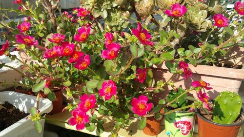 Close-up of multi colored potted plants