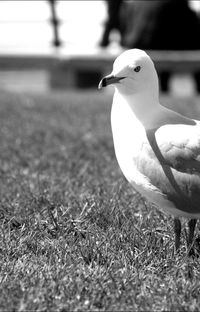 Close-up of bird on grass