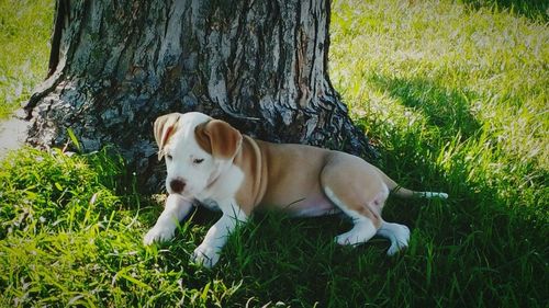 Dog on grass