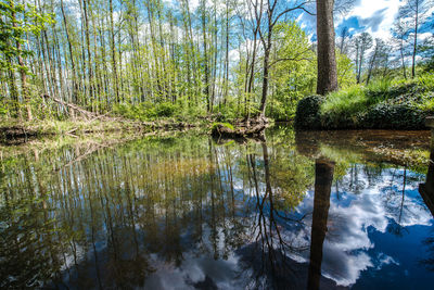 Scenic view of lake in forest