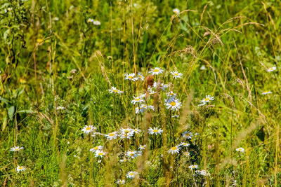 Flowering plants growing on field