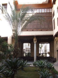 Palm trees and plants outside house