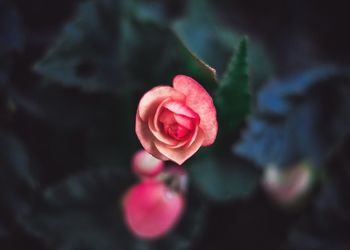 Close-up of pink rose