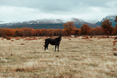 Horses standing on field against trees and mountains