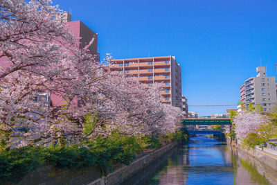 Cherry blossom by canal against clear sky