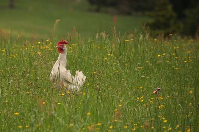 View of a bird on field