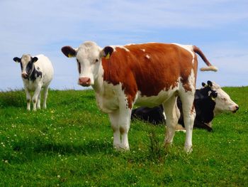 Sheep grazing on grassy field