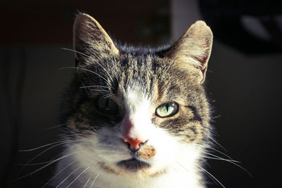 Close-up portrait of cat
