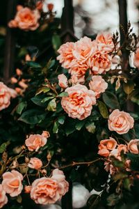 Close-up of pink roses