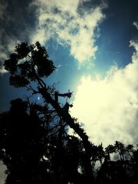 Low angle view of trees against sky