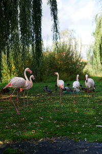 View of birds in the lake