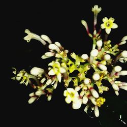 Close-up of white flowers