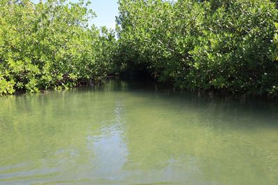 Scenic view of lake in forest