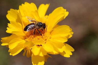 Close-up of bee on yellow flower