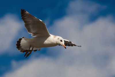 Low angle view of seagull flying