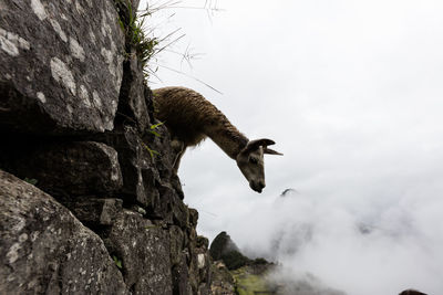 Low angle view of a bird flying