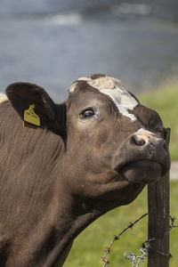 Close-up of horse