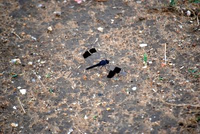 High angle view of bird perching on ground