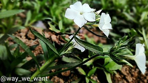 Close-up of white flowers