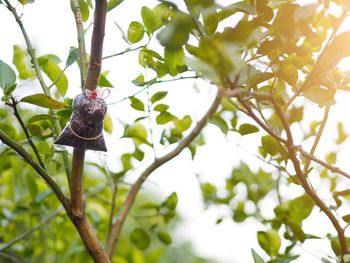 Low angle view of bird perching on tree