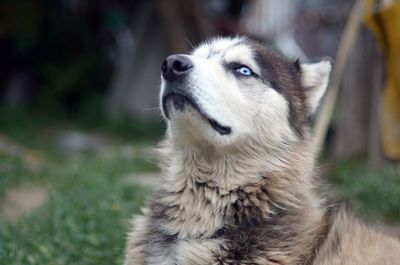 Close-up of a dog looking away