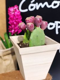 Close-up of potted plant on table