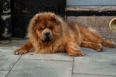 Portrait of dog resting on footpath