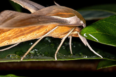 Close-up of lizard on leaves