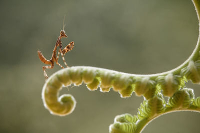 Deroplatys truncata species mantis from borneo island