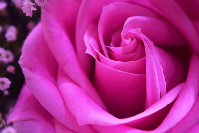 Close-up of pink rose