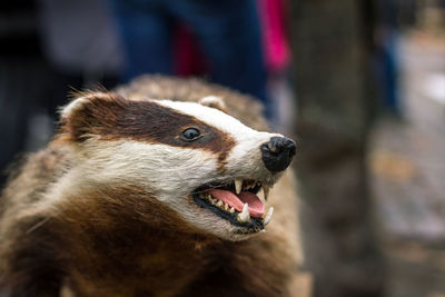 Close-up of dog