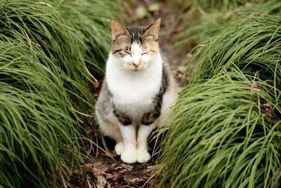 Portrait of cat sitting on grass