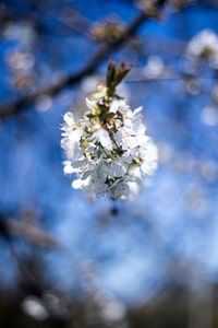 Close-up of white cherry blossoms in spring