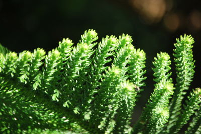 Close-up of plant
