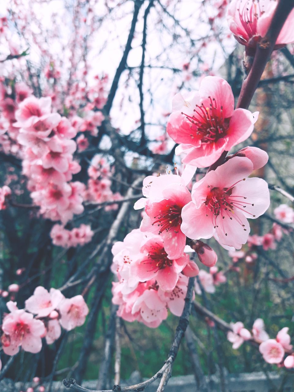 plant, flowering plant, flower, freshness, pink color, beauty in nature, fragility, growth, vulnerability, tree, petal, blossom, close-up, inflorescence, focus on foreground, branch, flower head, springtime, nature, day, no people, cherry blossom, cherry tree, outdoors, pollen, spring
