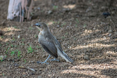 Side view of a bird on land