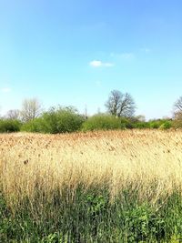 Crops growing on field against sky