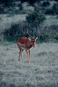 Deer standing on field