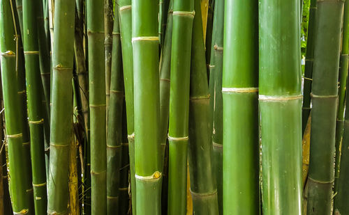 Full frame shot of bamboo plants