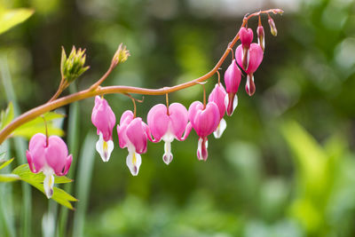 Close-up of pink flowers blooming outdoors