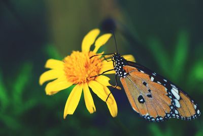 Close-up of butterfly pollinating on yellow flower