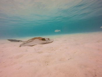 View of fish swimming in sea