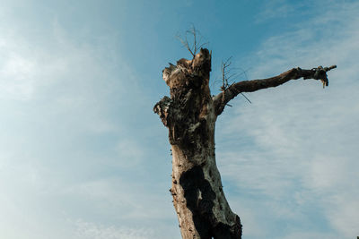 Low angle view of dead tree against sky