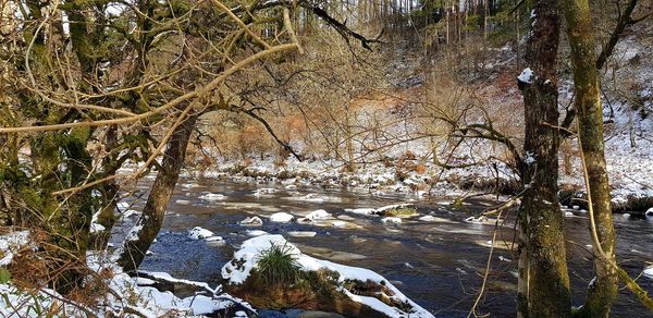 Scenic view of river in forest