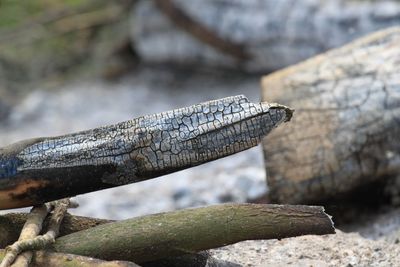 Close-up of burnt firewood on field