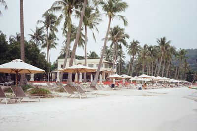 Palm trees on beach against clear sky