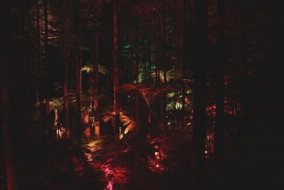 View of trees in forest at night
