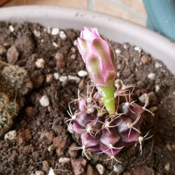 High angle view of pink potted plant on field